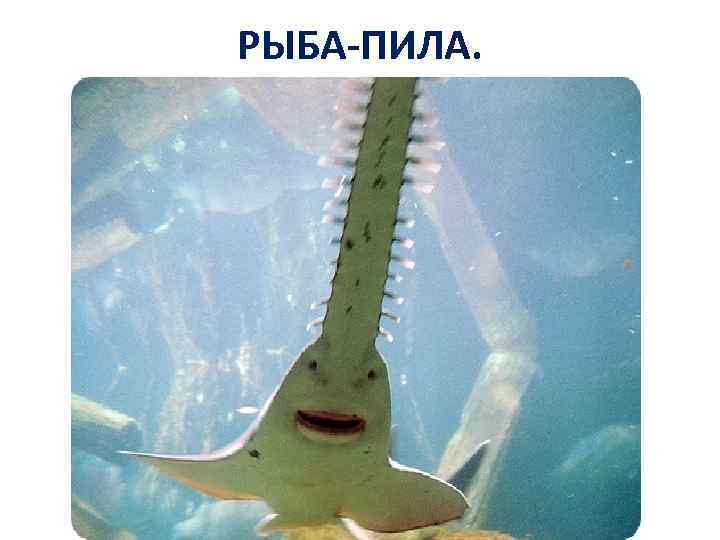 РЫБА-ПИЛА. 