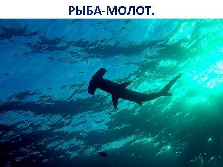 РЫБА-МОЛОТ. 
