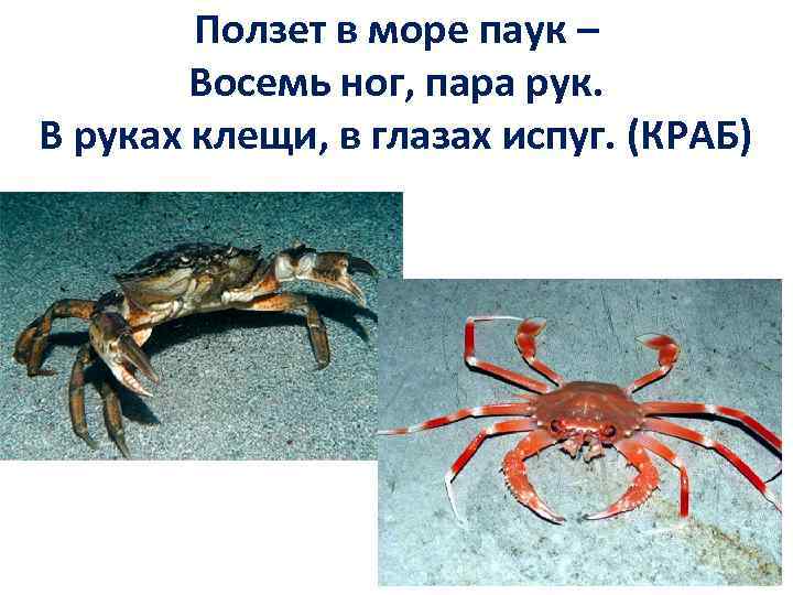 Ползет в море паук – Восемь ног, пара рук. В руках клещи, в глазах