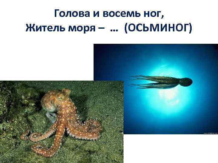 Голова и восемь ног, Житель моря – … (ОСЬМИНОГ) 