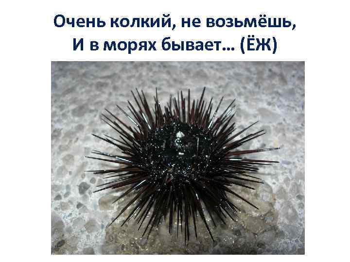 Очень колкий, не возьмёшь, И в морях бывает… (ЁЖ) 