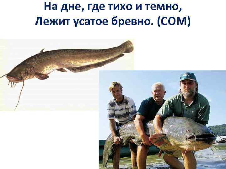 На дне, где тихо и темно, Лежит усатое бревно. (СОМ) 