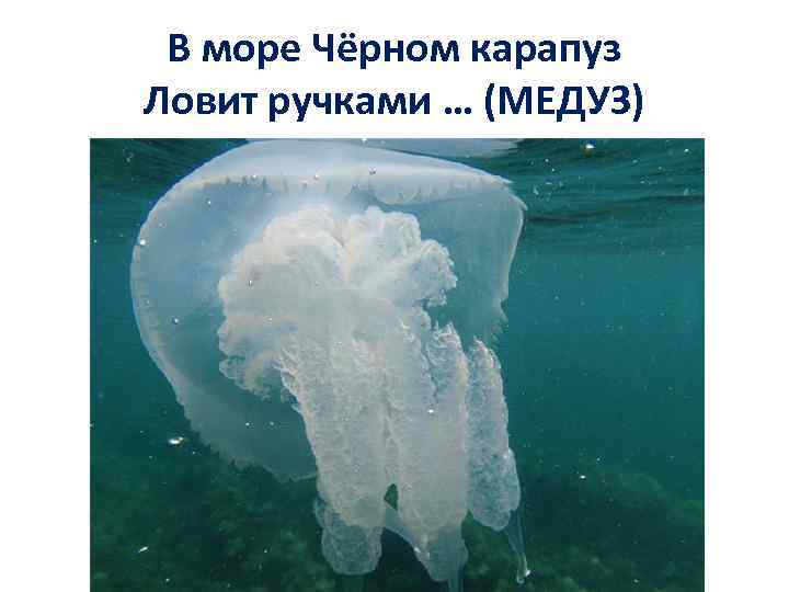 В море Чёрном карапуз Ловит ручками … (МЕДУЗ) 