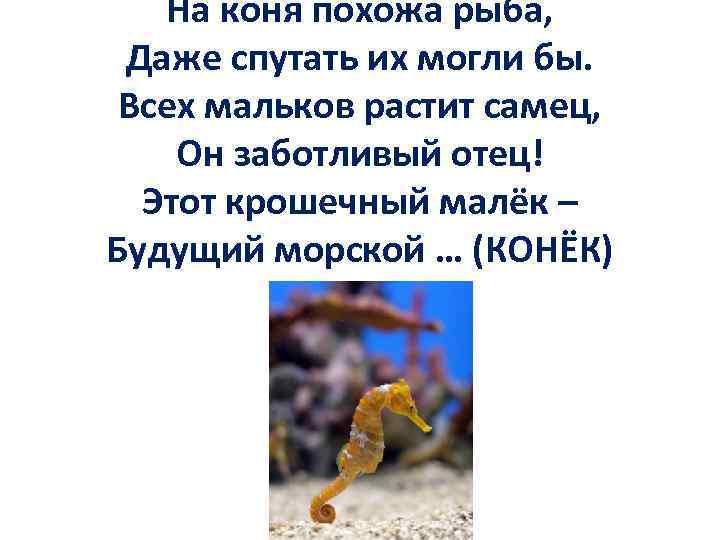 На коня похожа рыба, Даже спутать их могли бы. Всех мальков растит самец, Он