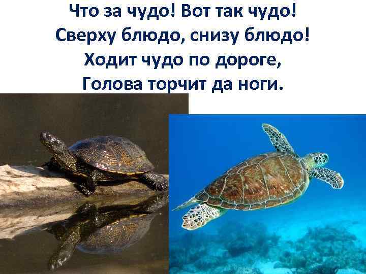 Что за чудо! Вот так чудо! Сверху блюдо, снизу блюдо! Ходит чудо по дороге,
