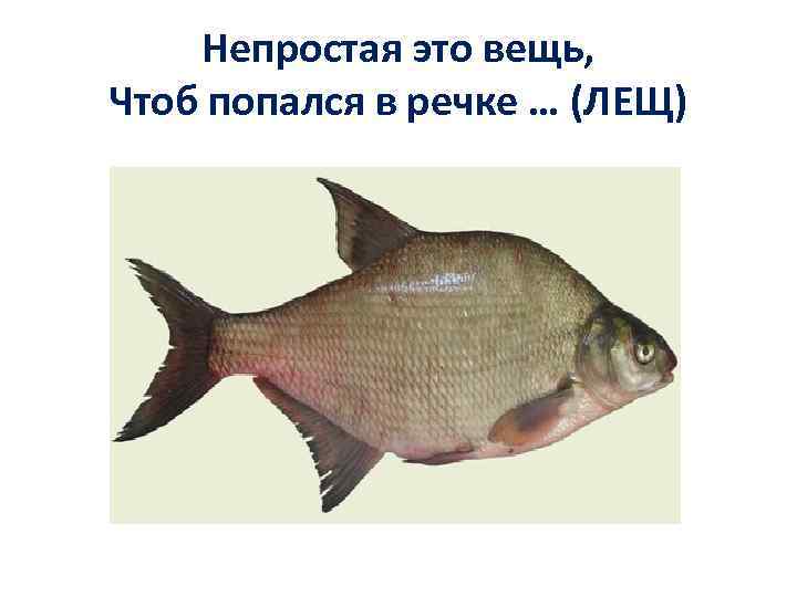 Непростая это вещь, Чтоб попался в речке … (ЛЕЩ) 