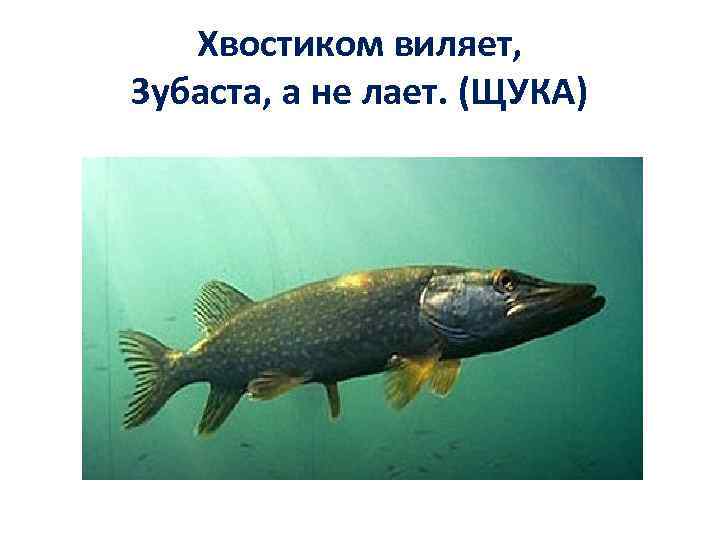 Хвостиком виляет, Зубаста, а не лает. (ЩУКА) 