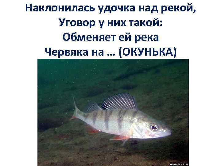 Наклонилась удочка над рекой, Уговор у них такой: Обменяет ей река Червяка на …