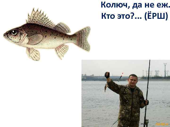 Колюч, да не еж. Кто это? . . . (ЁРШ) 