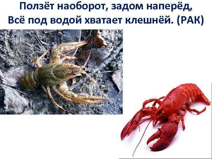 Ползёт наоборот, задом наперёд, Всё под водой хватает клешнёй. (РАК) 