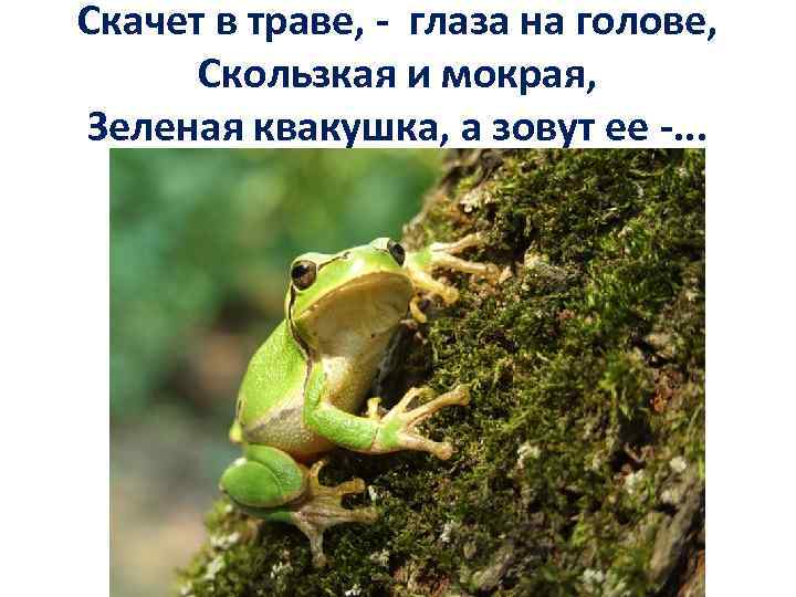 Скачет в траве, - глаза на голове, Скользкая и мокрая, Зеленая квакушка, а зовут