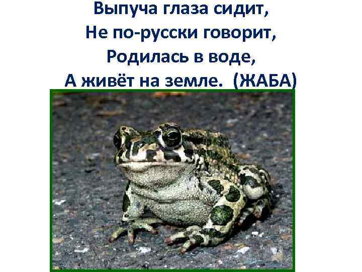 Выпуча глаза сидит, Не по-русски говорит, Родилась в воде, А живёт на земле. (ЖАБА)