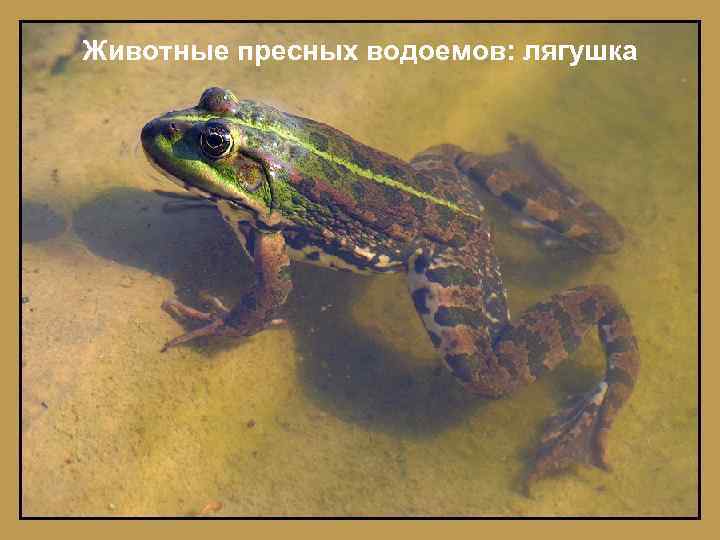 Животные пресных водоемов: лягушка 