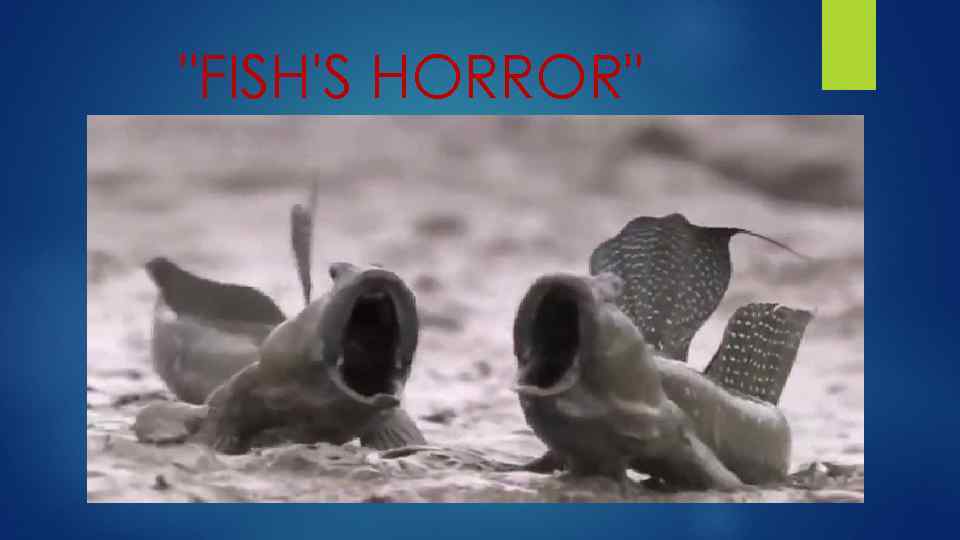 "FISH'S HORROR" 