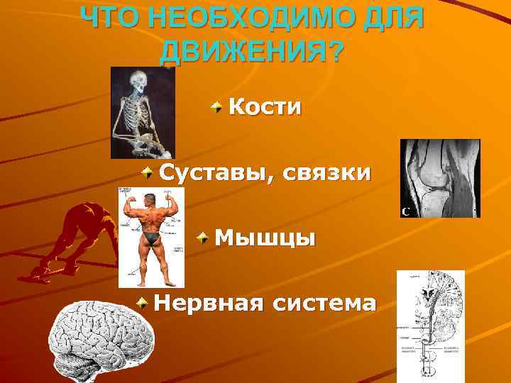 ЧТО НЕОБХОДИМО ДЛЯ ДВИЖЕНИЯ? Кости Суставы, связки Мышцы Нервная система 
