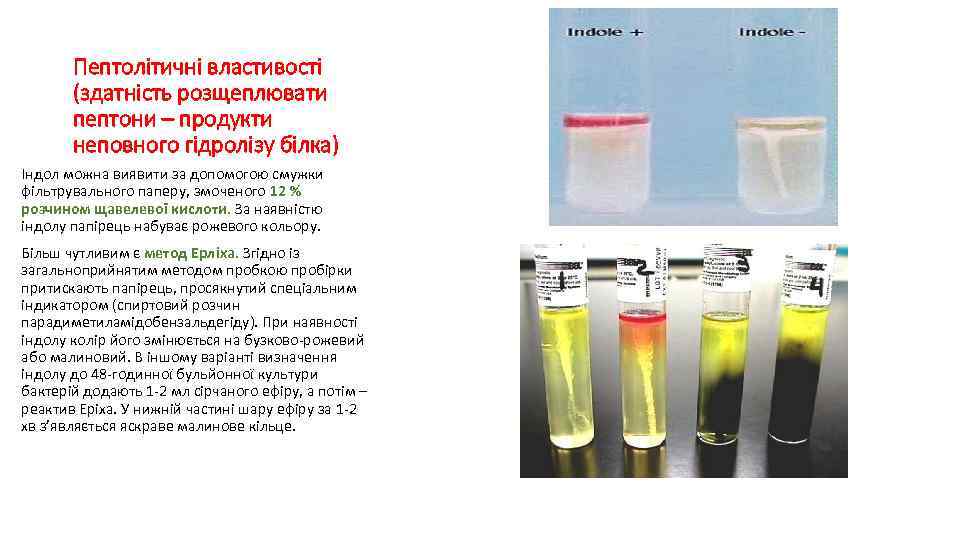 Пептолітичні властивості (здатність розщеплювати пептони – продукти неповного гідролізу білка) Індол можна виявити за