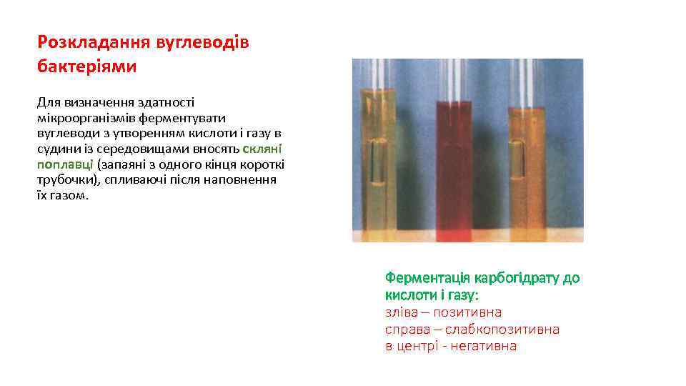 Розкладання вуглеводів бактеріями Для визначення здатності мікроорганізмів ферментувати вуглеводи з утворенням кислоти і газу