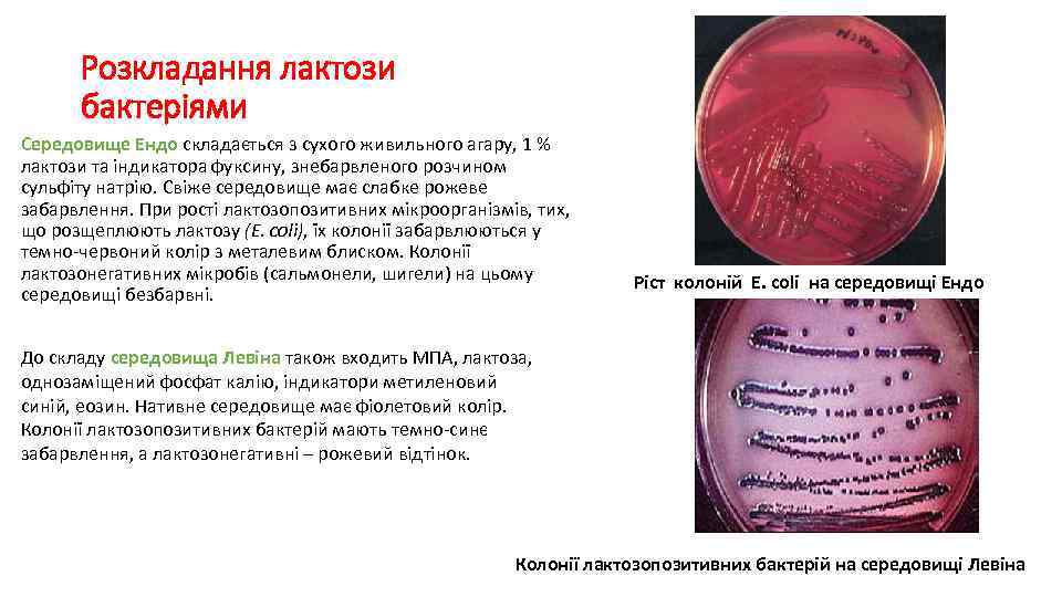 Розкладання лактози бактеріями Середовище Ендо складається з сухого живильного агару, 1 % лактози та