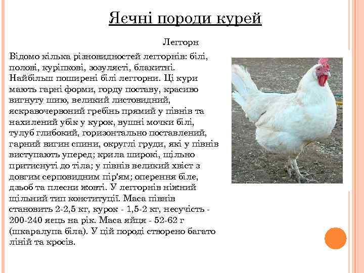 Яєчні породи курей Леггорн Відомо кілька різновидностей леггорнів: білі, полові, куріпкові, зозулясті, блакитні. Найбільш