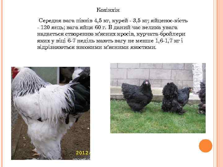 Кохінхін Середня вага півнів 4, 5 кг, курей - 3, 5 кг; яйценос-кість -