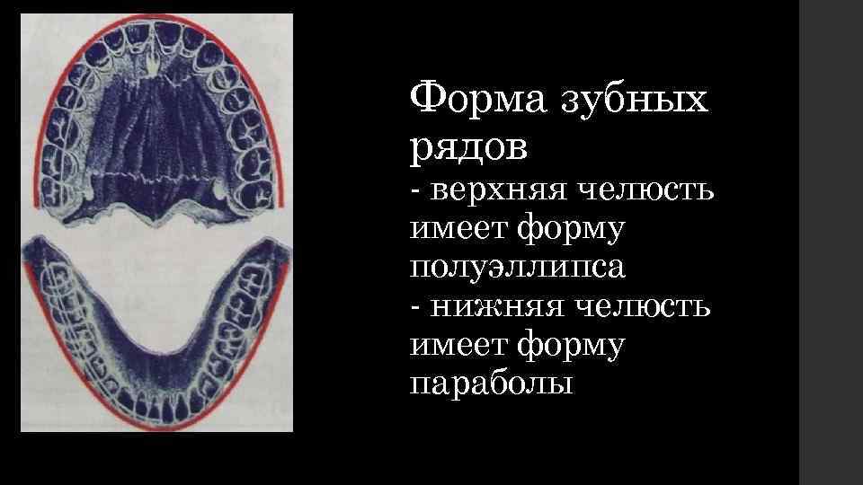 Форма зубных рядов - верхняя челюсть имеет форму полуэллипса - нижняя челюсть имеет форму