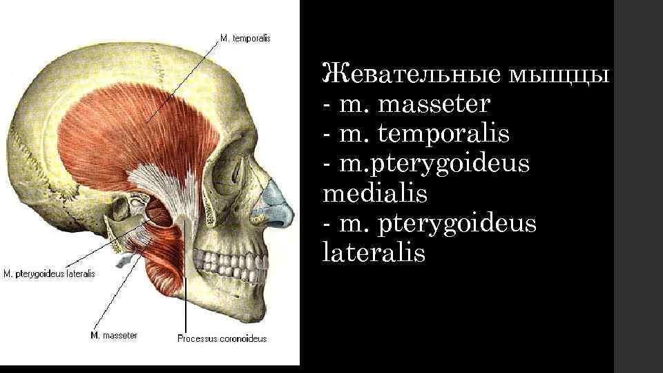 Жевательные мыщцы - m. masseter - m. temporalis - m. pterygoideus medialis - m.