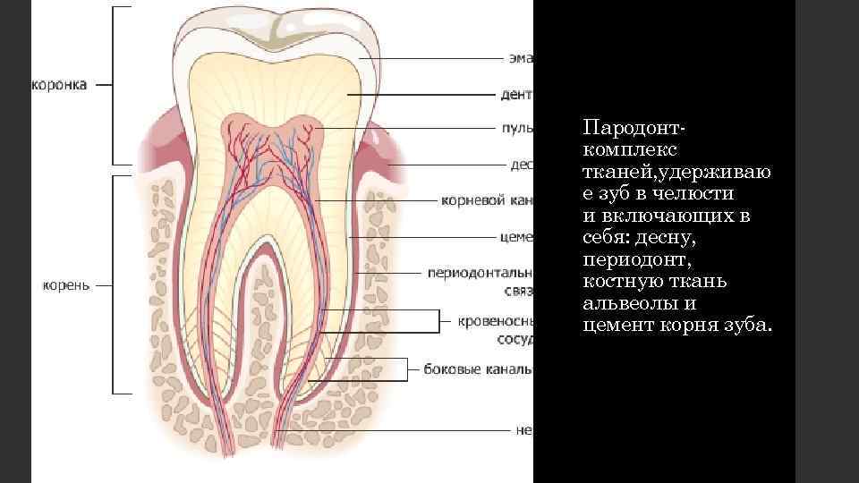 Пародонткомплекс тканей, удерживаю е зуб в челюсти и включающих в себя: десну, периодонт, костную