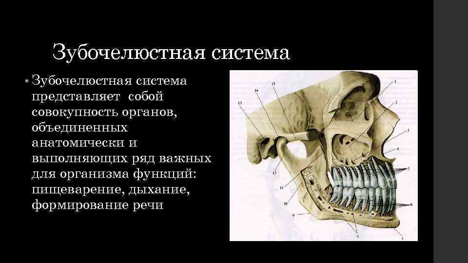 Зубочелюстная система • Зубочелюстная система представляет собой совокупность органов, объединенных анатомически и выполняющих ряд