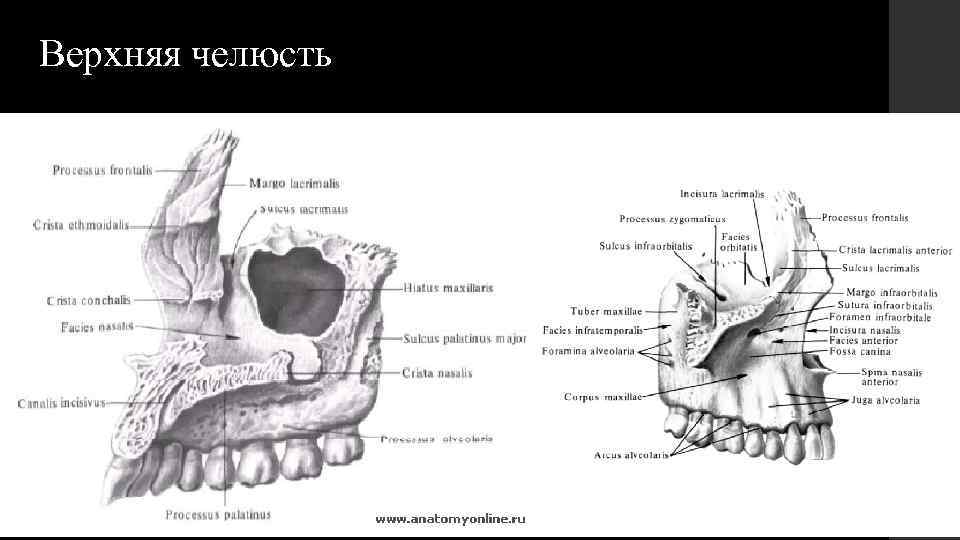 Верхняя челюсть 