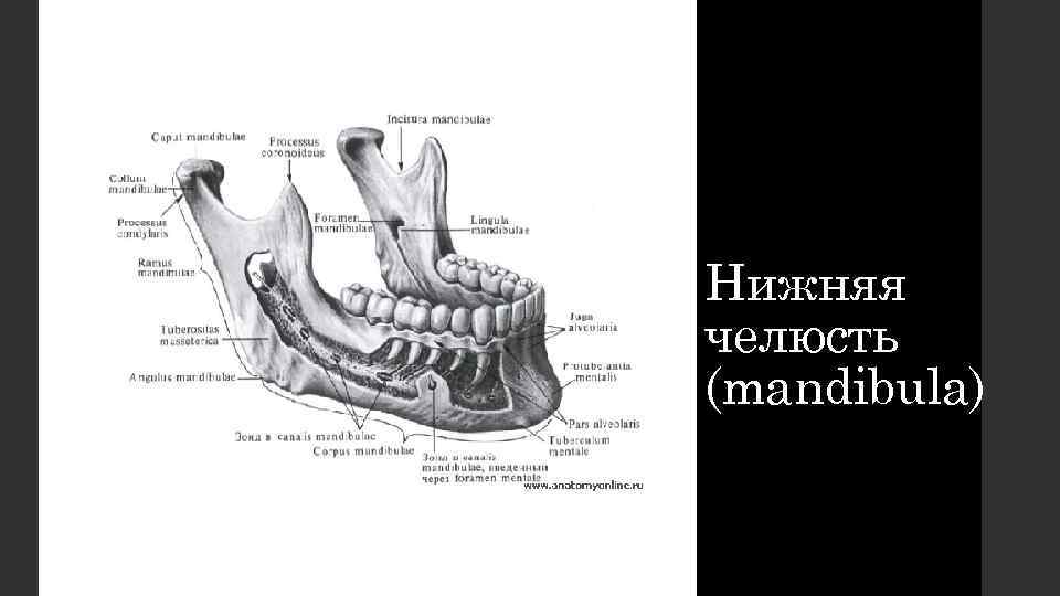 Нижняя челюсть (mandibula) 