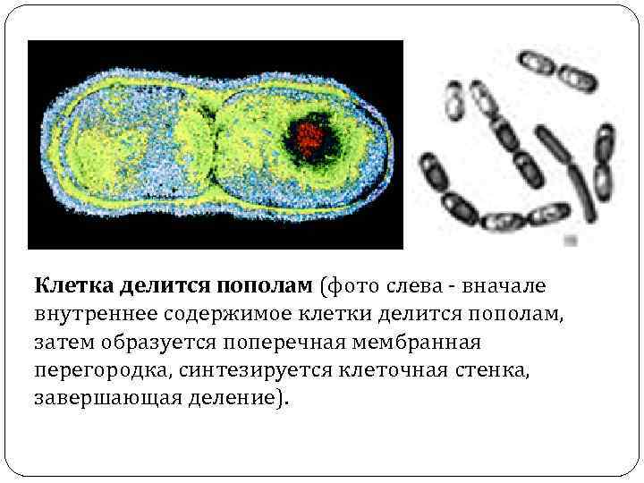 Клетка делится с помощью. Клетка делится пополам. Внутреннее содержимое клетки. Клетки делящиеся надвое. Как заставить клетки делиться.