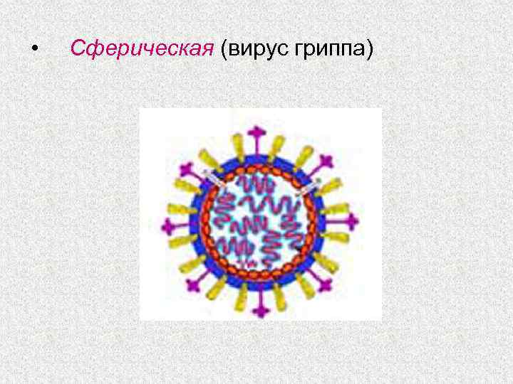 Тогавирусы вирус краснухи презентация