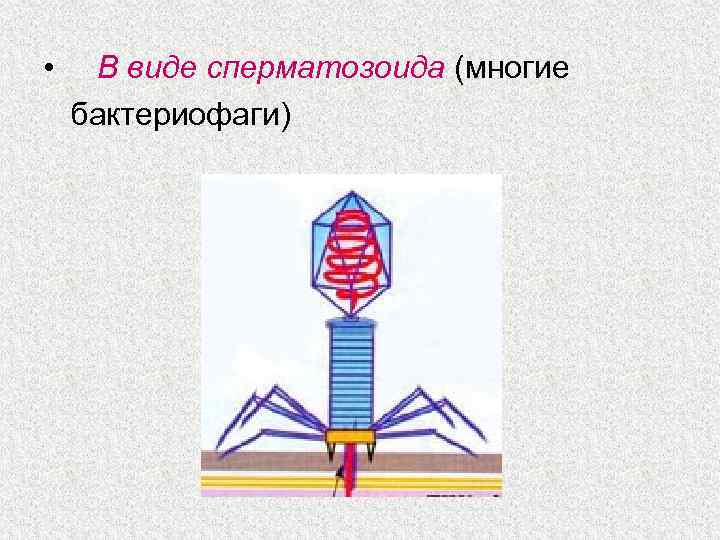 • В виде сперматозоида (многие бактериофаги) 