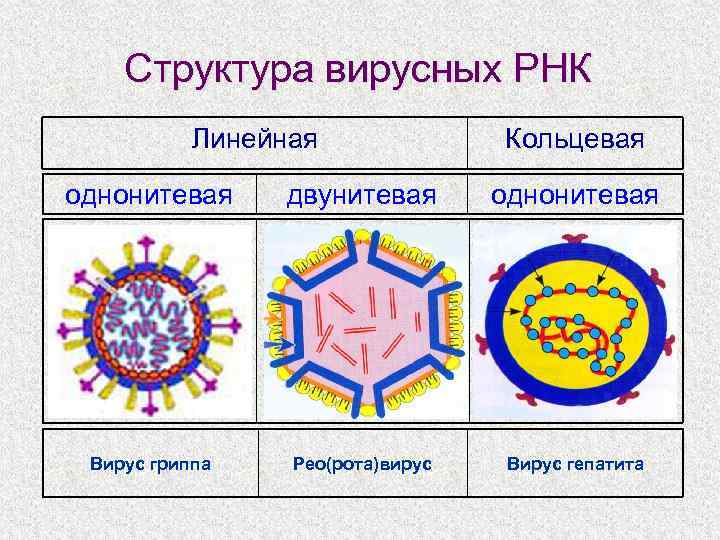 Структура вирусных РНК Линейная Кольцевая однонитевая двунитевая однонитевая Вирус гриппа Рео(рота)вирус Вирус гепатита 