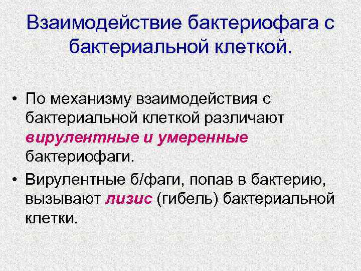 Взаимодействие бактериофага с бактериальной клеткой. • По механизму взаимодействия с бактериальной клеткой различают вирулентные