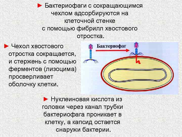 ► Бактериофаги с сокращающимся чехлом адсорбируются на клеточной стенке с помощью фибрилл хвостового отростка.