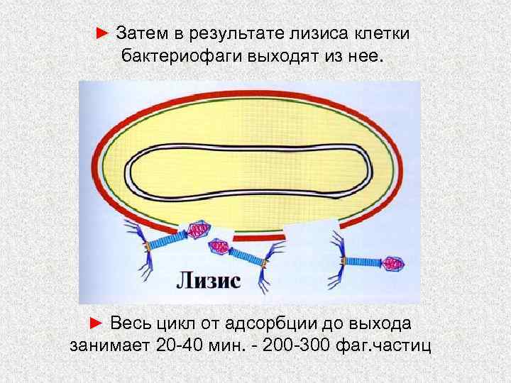 ► Затем в результате лизиса клетки бактериофаги выходят из нее. ► Весь цикл от