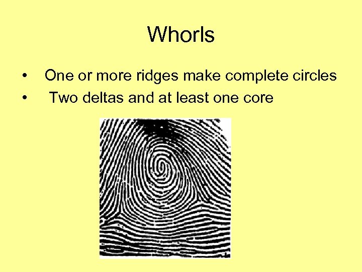 Whorls • • One or more ridges make complete circles Two deltas and at