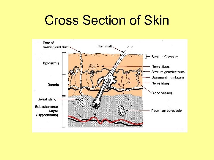 Cross Section of Skin 