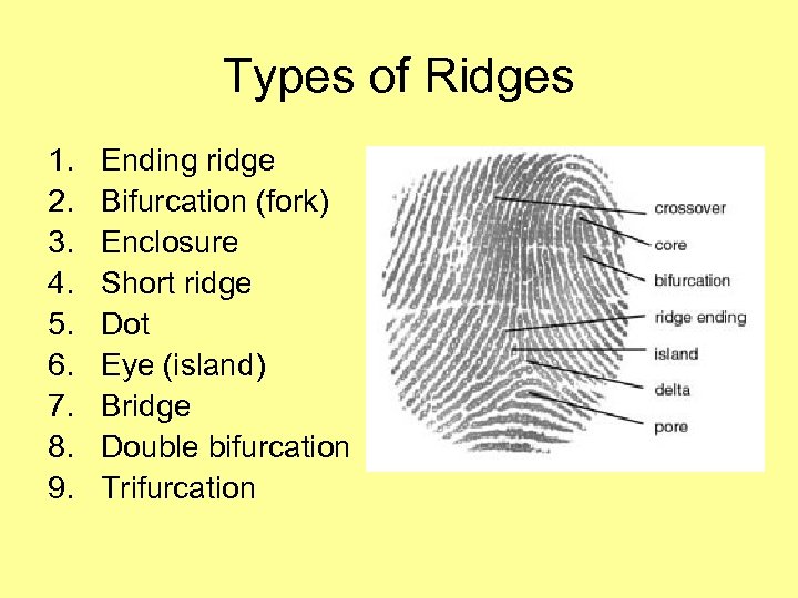 Types of Ridges 1. 2. 3. 4. 5. 6. 7. 8. 9. Ending ridge