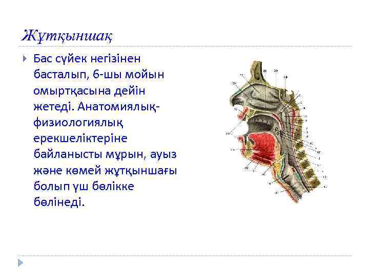 Мұрын анатомиясы презентация