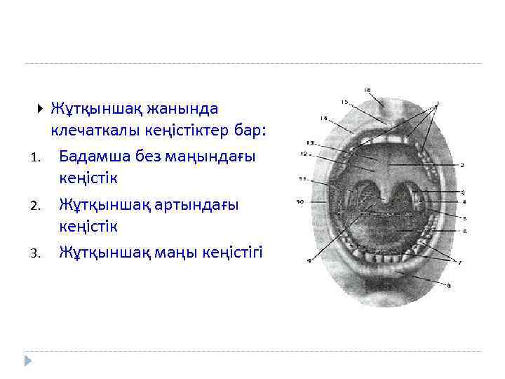  1. 2. 3. Жұтқыншақ жанында клечаткалы кеңістіктер бар: Бадамша без маңындағы кеңістік Жұтқыншақ