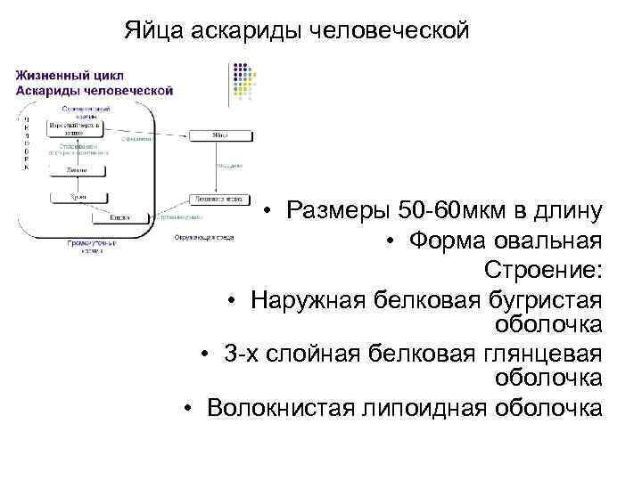 Яйца аскариды человеческой • Размеры 50 -60 мкм в длину • Форма овальная Строение: