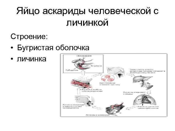 Яйцо аскариды человеческой с личинкой Строение: • Бугристая оболочка • личинка 