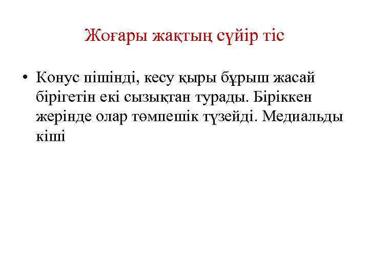 Жоғары жақтың сүйір тіс • Конус пішінді, кесу қыры бұрыш жасай бірігетін екі сызықтан