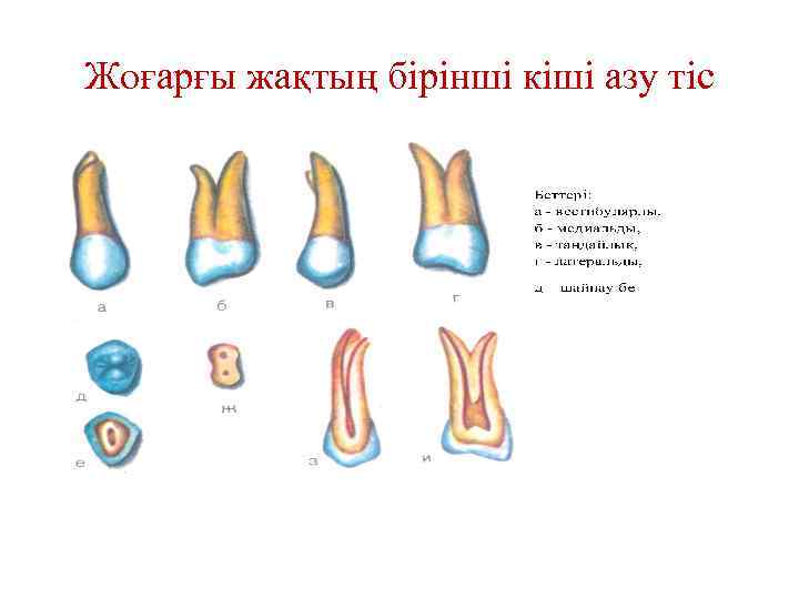 Жоғарғы жақтың бірінші кіші азу тіс 