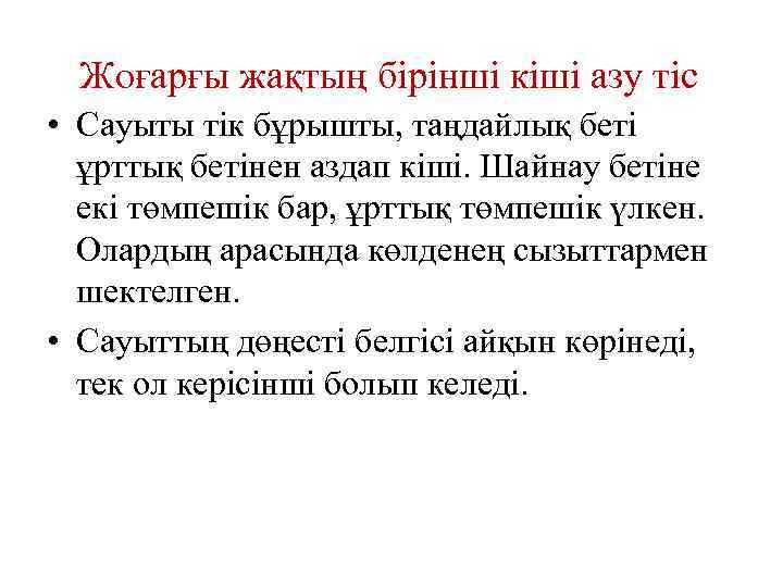 Жоғарғы жақтың бірінші кіші азу тіс • Сауыты тік бұрышты, таңдайлық беті ұрттық бетінен