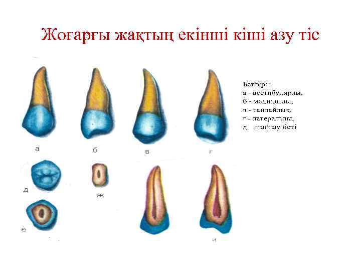 Жоғарғы жақтың екінші кіші азу тіс 