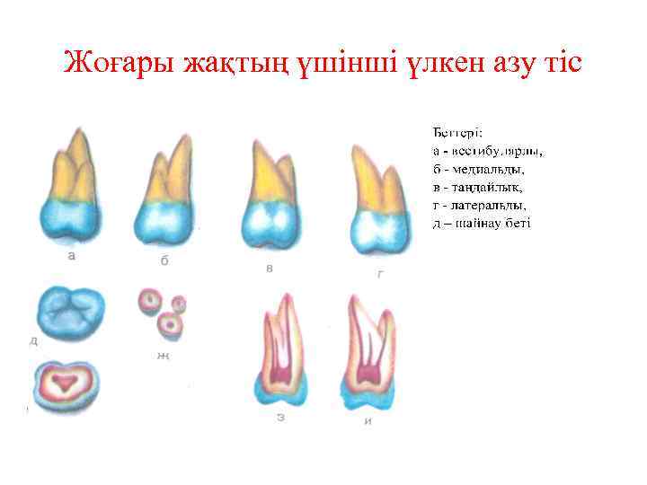 Жоғары жақтың үшінші үлкен азу тіс 