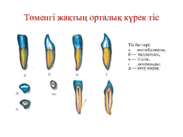 Төменгі жақтың орталық күрек тіс 